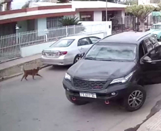 Illustration de l'article : Les facéties d’un Golden Retriever, qui profite de l’inattention de son maître, afin de s’essayer à la conduite automobile