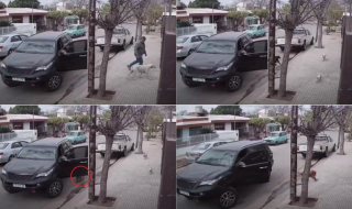 Illustration de l'article : Les facéties d’un Golden Retriever, qui profite de l’inattention de son maître, afin de s’essayer à la conduite automobile