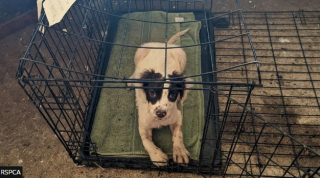 Illustration de l'article : Cet Épagneul à la patte malformée tente de se reconstruire, après avoir été abandonné dans une cage au bord d’une route