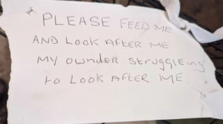 Illustration de l'article : Cet Épagneul à la patte malformée tente de se reconstruire, après avoir été abandonné dans une cage au bord d’une route