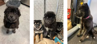 Illustration de l'article : Le sauvetage mouvementé de 4 chiots abandonnés dans une décharge prise dans une tempête de neige