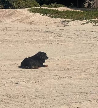 Illustration de l'article : Un toutou fugueur échappe à la surveillance de son dog-sitter et finit par être repéré sur une plage à 30 kilomètres de chez lui