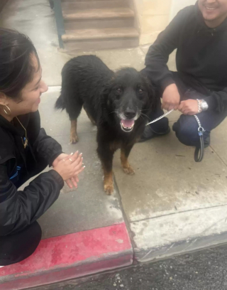 Illustration de l'article : Un toutou fugueur échappe à la surveillance de son dog-sitter et finit par être repéré sur une plage à 30 kilomètres de chez lui