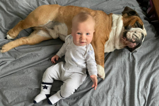 Illustration de l'article : Quand un Bouledogue et un bébé deviennent les meilleurs amis du monde