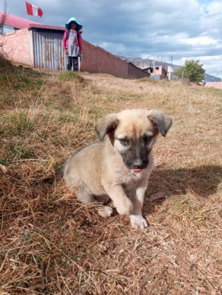 Illustration de l'article : Un chiot abandonné est emmené dans un refuge rempli de chiens adultes et bénéficie d'un accueil plein de tendresse