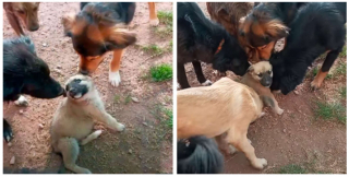 Illustration de l'article : Un chiot abandonné est emmené dans un refuge rempli de chiens adultes et bénéficie d'un accueil plein de tendresse