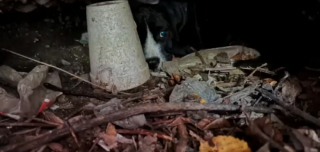 Illustration de l'article : Découvrez le long parcours de ces chiots apeurés après avoir été abandonnés par pendant un déménagement