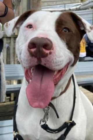 Illustration de l'article : L’incompatibilité de ce Bouledogue Américain avec les autres chiens l’empêche de trouver une famille pour la vie