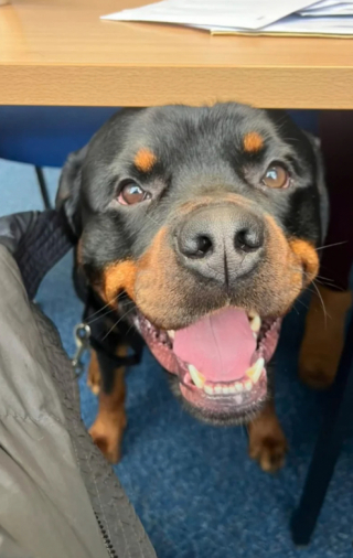 Illustration de l'article : Ce Rottweiler participe à une réunion de travail pour le plus grand bonheur des collègues de sa maîtresse