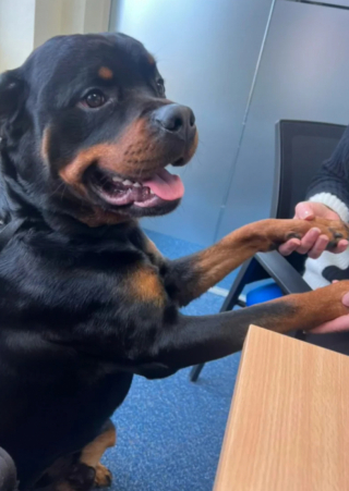 Illustration de l'article : Ce Rottweiler participe à une réunion de travail pour le plus grand bonheur des collègues de sa maîtresse