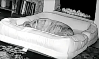 Illustration de l'article : En pleine nuit, ce Lévrier ingénieux décide de réorganiser le salon de ses maîtres pour se créer son propre lit double