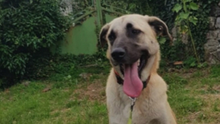 Illustration de l'article : Malmené par la vie, ce Berger d’Anatolie au caractère bien trempé espère retrouver le bonheur d’un foyer aimant