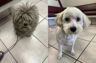 Illustration de l'article : Ces deux chiens inséparables attendent 12 mois dans les rues avant d’être secourus