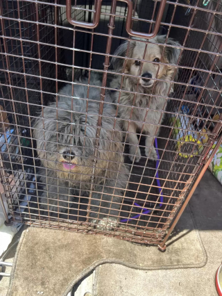 Illustration de l'article : Ces deux chiens inséparables attendent 12 mois dans les rues avant d’être secourus