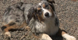 Illustration de l'article : Disparition d’un petit garçon : les secours retrouvent l'enfant grâce aux aboiements du Berger Australien de la famille