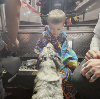 Illustration de l'article : Disparition d’un petit garçon : les secours retrouvent l'enfant grâce aux aboiements du Berger Australien de la famille