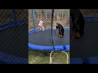 Illustration de l'article : Cette petite fille et son amie Rottweiler font des acrobaties endiablées sur un trampoline (vidéo)