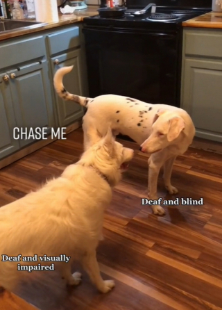 Illustration de l'article : Pour ce couple de chiens aveugles et malentendants, le handicap n'est pas un obstacle pour jouer ensemble