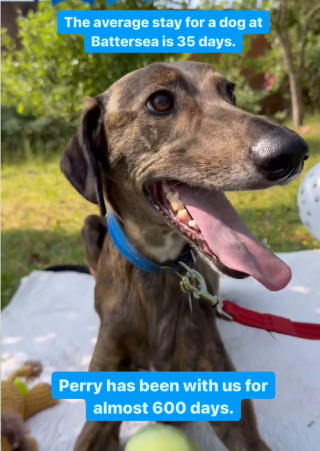 Illustration de l'article : Une fête d’anniversaire réussie pour ce toutou de refuge qui attend de trouver une famille pour la vie depuis 600 jours