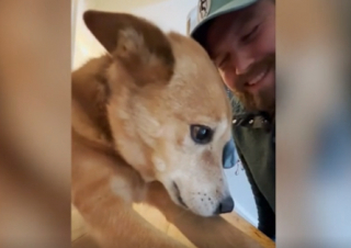 Illustration de l'article : Lorsque son maître lui réserve une surprise lors de sa pause déjeuner, cette chienne affectueuse a une adorable réaction (vidéo)