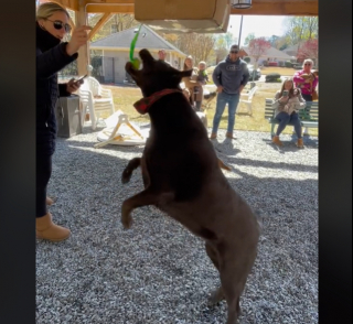 Illustration de l'article : Une fête d’anniversaire originale pour ces chiens qui s’amusent avec une piñata adaptée