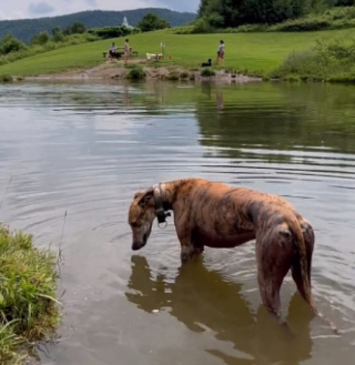 Illustration de l'article : D&eacute;couvrez Dog Mountain : un sanctuaire qui rend hommage &agrave; nos chiens tant aim&eacute;s 