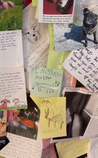 Illustration de l'article : D&eacute;couvrez Dog Mountain : un sanctuaire qui rend hommage &agrave; nos chiens tant aim&eacute;s 