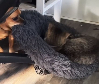 Illustration de l'article : Ce petit chien a sa propre méthode pour expulser le chat de la famille du panier le plus confortable de la maison (vidéo)