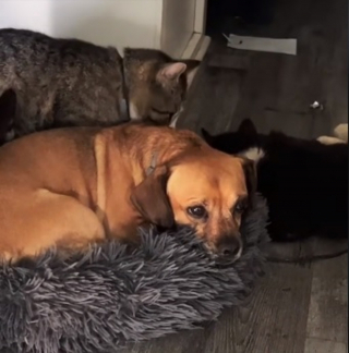 Illustration de l'article : Ce petit chien a sa propre méthode pour expulser le chat de la famille du panier le plus confortable de la maison (vidéo)