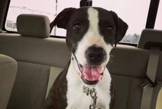 Illustration de l'article : Dilly, une chienne errante craintive, se transforme en véritable toutou d’intérieur grâce à la patience d’une jeune femme au grand cœur (vidéo)