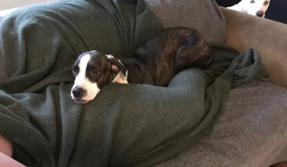 Illustration de l'article : Dilly, une chienne errante craintive, se transforme en véritable toutou d’intérieur grâce à la patience d’une jeune femme au grand cœur (vidéo)