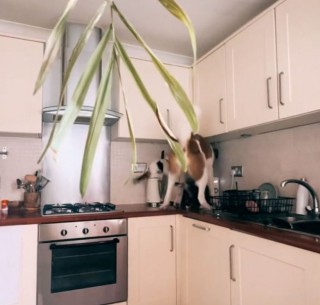 Illustration de l'article : Un chien gourmand oublie ses bonnes mani&egrave;res et ne r&eacute;siste pas au plaisir d&rsquo;un petit d&eacute;jeuner suppl&eacute;mentaire (vid&eacute;o)