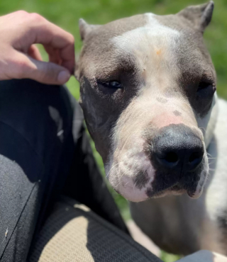 Illustration de l'article : Malgré les mauvais traitements qu’il a subis dans le passé, Sonny montre chaque jour sa reconnaissance à ses bienfaiteurs 