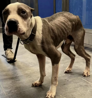 Illustration de l'article : Malgré les mauvais traitements qu’il a subis dans le passé, Sonny montre chaque jour sa reconnaissance à ses bienfaiteurs 