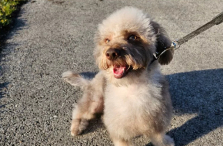 Illustration de l'article : L’émouvante réaction de Koda, le mini Labradoodle qui peut enfin profiter de son propre jardin (vidéo)