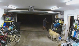 Illustration de l'article : Un Golden Retriever, se méprenant sur ses intentions, fait la fête à un cambrioleur venant de s’introduire dans sa maison (vidéo)