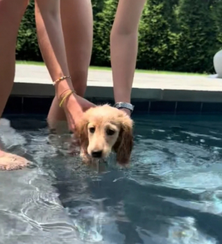 Illustration de l'article : La réaction émouvante de Westley, un chiot Teckel, alors qu’il se baigne pour la première fois dans la piscine de ses maîtres (vidéo)