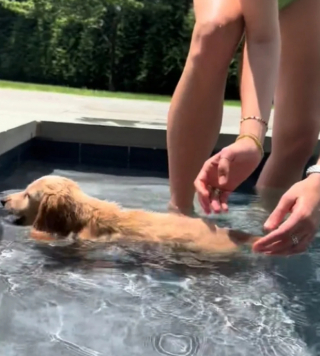 Illustration de l'article : La réaction émouvante de Westley, un chiot Teckel, alors qu’il se baigne pour la première fois dans la piscine de ses maîtres (vidéo)