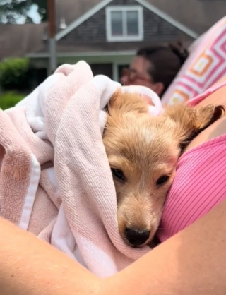 Illustration de l'article : La réaction émouvante de Westley, un chiot Teckel, alors qu’il se baigne pour la première fois dans la piscine de ses maîtres (vidéo)