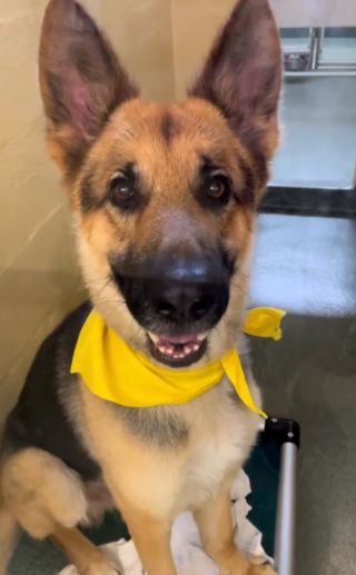 Illustration de l'article : L’émouvante histoire de Goku, ce Berger Allemand, qui dû quitter sa famille, suite à l’arrivée d’un nouveau-né (vidéo)