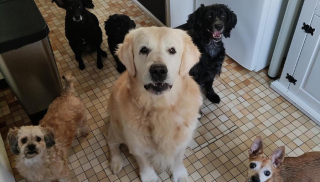 Illustration de l'article : Après n’avoir connu que négligences et mauvais traitements, Volka, la petite chienne sourde âgée de 12 ans, reprend goût à la vie