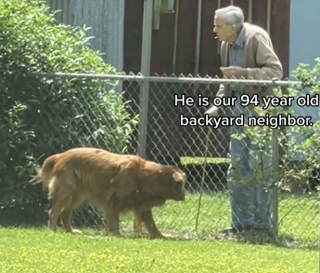 Illustration de l'article : Cet homme âgé redécouvre les plaisirs de la compagnie des chiens en présence des deux compagnons à quatre pattes de ses voisins