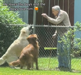 Illustration de l'article : Cet homme &acirc;g&eacute; red&eacute;couvre les plaisirs de la compagnie des chiens en pr&eacute;sence des deux compagnons &agrave; quatre pattes de ses voisins