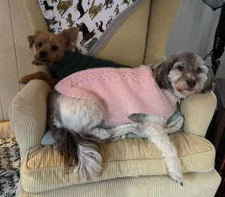 Illustration de l'article : Deux chiots souffrants d&rsquo;un handicap se lient d&rsquo;amiti&eacute; et profitent ensemble de leur vie 