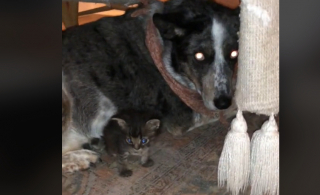 Illustration de l'article : Cette chienne décide de prendre sous son aile un chaton qu’elle considère comme son propre petit 