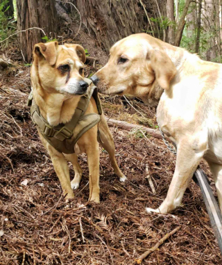 Illustration de l'article : Grâce à son flair hors norme, ce Shiba Inu retrouve la piste de 62 chiens perdus