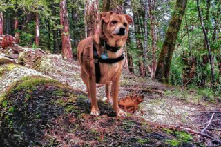 Illustration de l'article : Grâce à son flair hors norme, ce Shiba Inu retrouve la piste de 62 chiens perdus