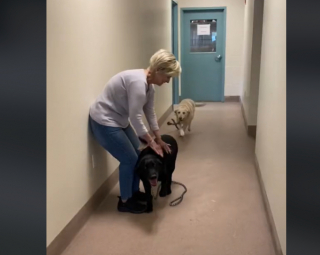 Illustration de l'article : Découvrez le sauvetage de ces deux Labradors seniors qui rêvent d’être adoptés ensemble