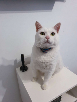 Illustration de l'article : En preuve de respect, ce chiot offre ses friandises au chat le plus âgé du foyer où il vit 