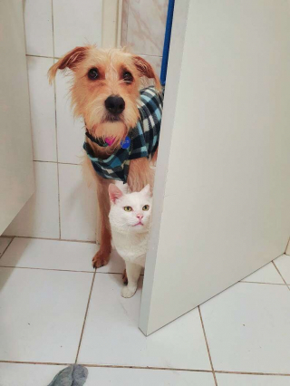Illustration de l'article : En preuve de respect, ce chiot offre ses friandises au chat le plus âgé du foyer où il vit 